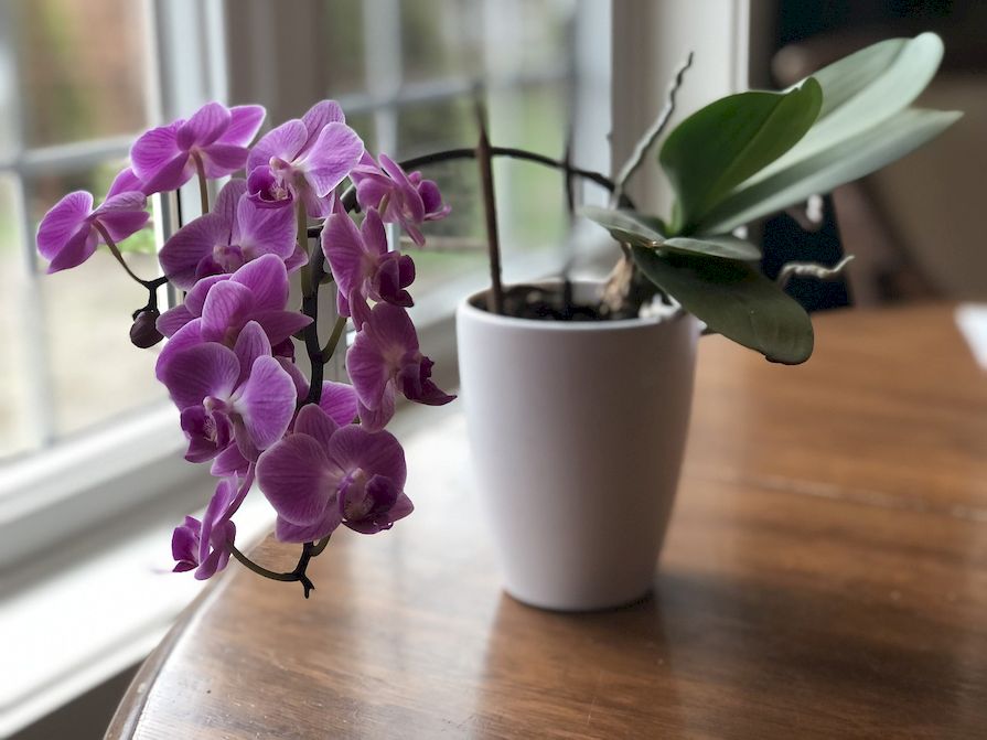 Orchidea kaspóban asztalon